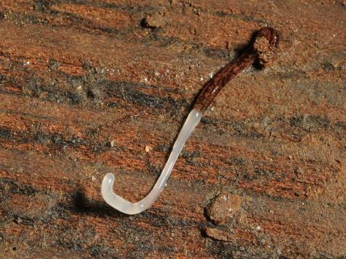 Fig. 3: Argonemertes sp. (c. f. australiensis): st&uuml;lpt den R&uuml;ssel aus, der im ausgestreckten Zustand l&auml;nger als das Tier sein kann (Bild: David Fenwick, 2013)